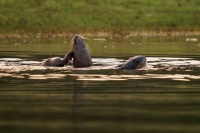 Vydra hladkosrsta - Lutrogale perspicillata - Smooth-coated Otter o6287